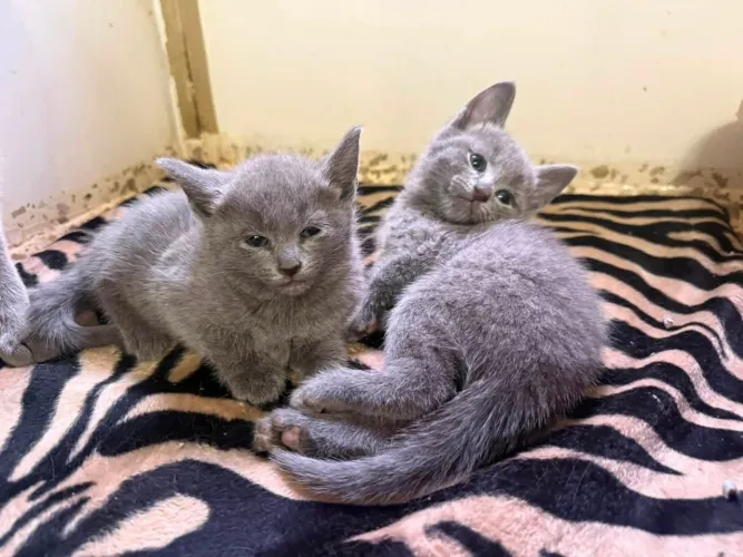 Russian blue a raça mais nobre e elegante do mundo