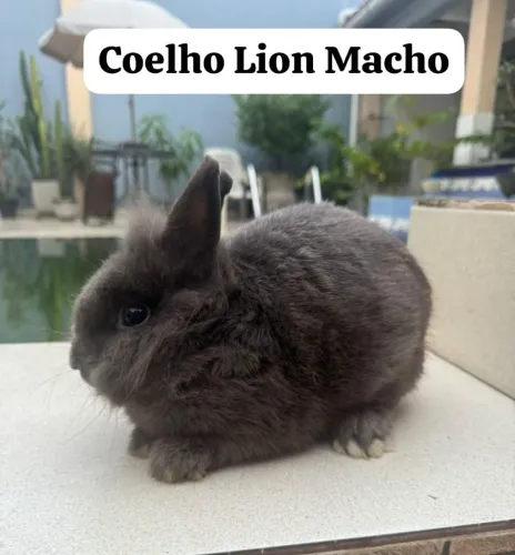 Coelhos 