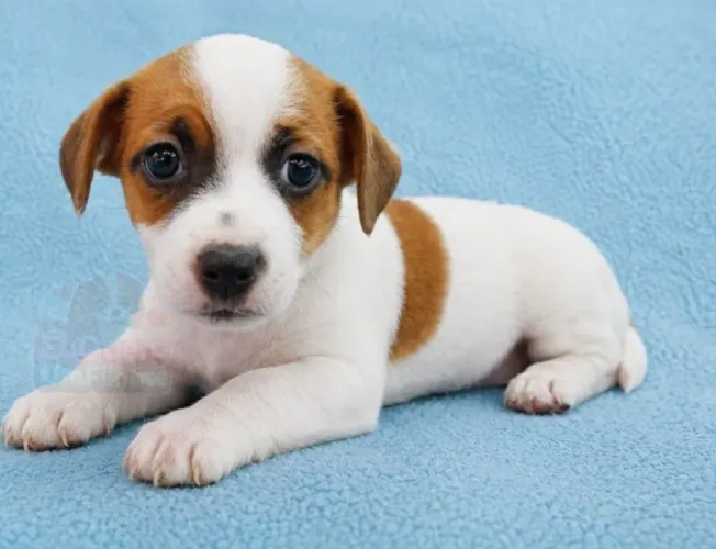 Jack Russel