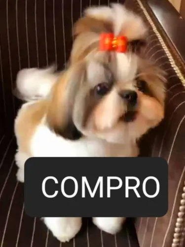 Shith tzu fêmea adulto compr000