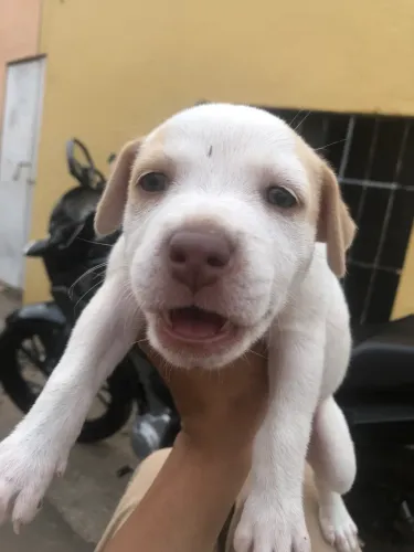 Filhote de Pitbull 