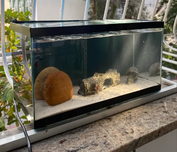 AQUÁRIO 15 LITROS COMPLETO!