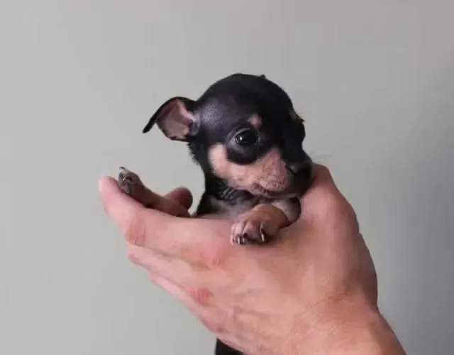 Macho de pinscher miniatura disponível para venda