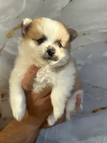 Vende-se filhotes de Spitz Alemão