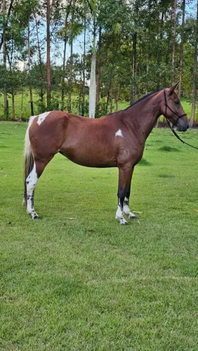 ÉGUA MANGALARGA MARCHADOR
