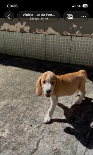 Beagle macho