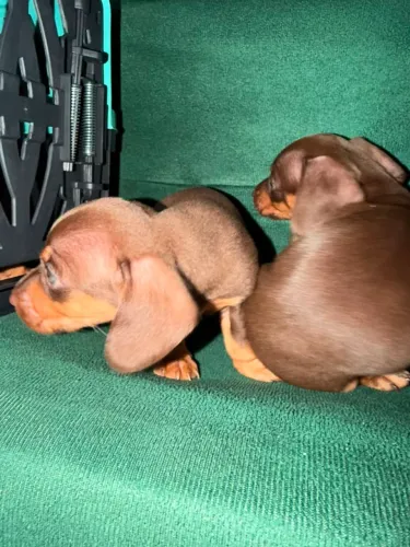 Filhotes de Basset 