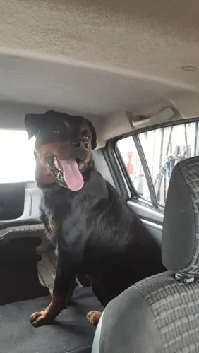 Rottweiler fêmea pura matriz 
