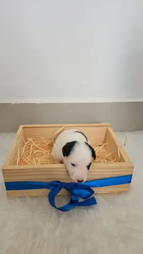 Border Collie - Preto e Branco (Black & White) Bicolor Macho