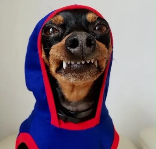 Pinscher miniatura 0 -Parcele em até 12x melhores condições para você