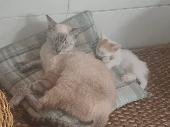 Gatos, 1 adulta castrada e 1 filhote fêmea