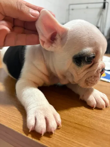 Bulldog Francês macho