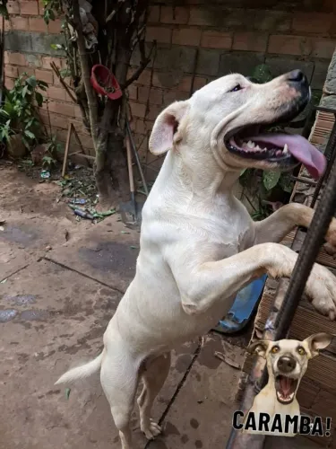 Dogo argentino fêmea