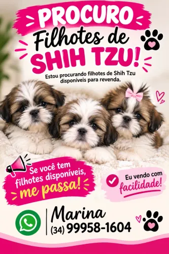 Procuro filhotes de shiatsu e cachorros porte pequeno