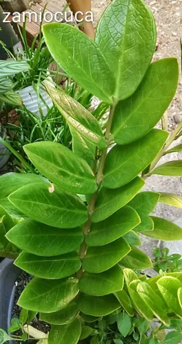 Jardim plantas zamiocuca grande