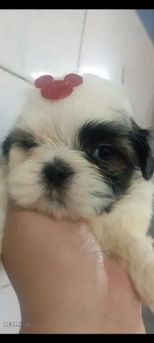 Machos e fêmeas de shihtizu 