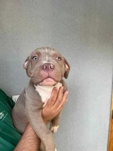 Filhote de american bully classic