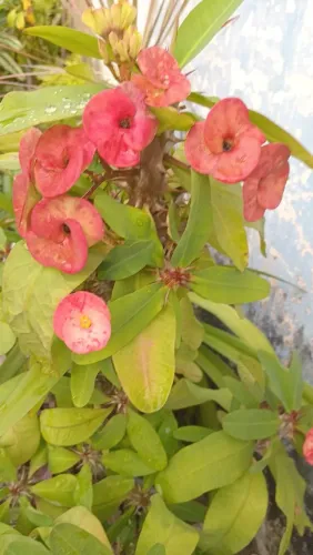 Planta diversas