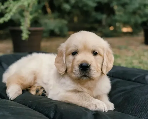 VENDO FILHOTES DE GOLDEN RETRIVER