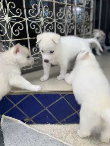 Filhotes de Husky Siberiano