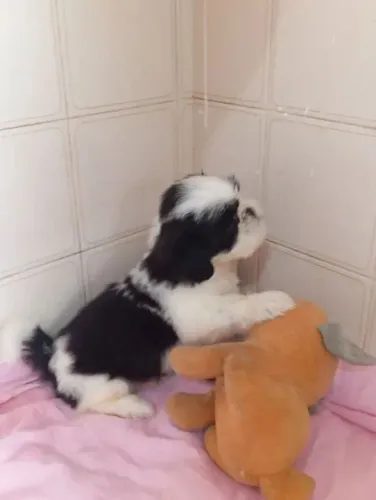 Shih tzu Uma companhia especial esperando por você