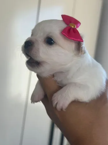 Chiuaua