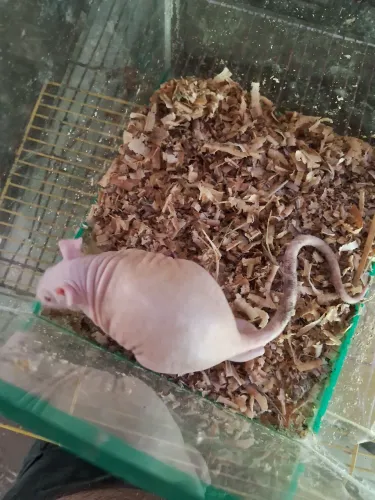 A3M- PROMOÇÃO-Rato Twister Hairless ( leia a descrição do anúncio)