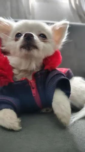 Chihuahua macho pelo longo