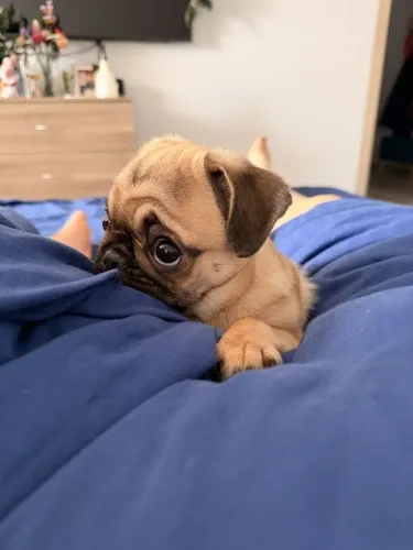 Pug Para quem não quer deixar essa oportunidade passar