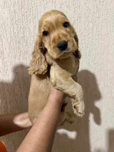Vendo filhotes de Coockers Spaniel