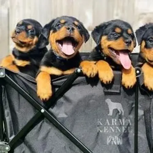 Rottweiler,Rottweiler Filhote Pronto Para Novo Lar