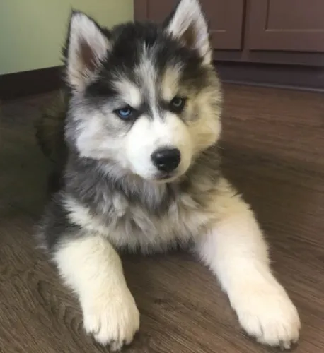 Filhotes de Husky Siberiano | Carisma que impressiona.