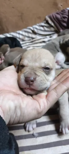 Pitmonster