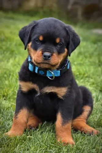 Filhote de Rottweiler O Filhote Que Une Força e Carinho