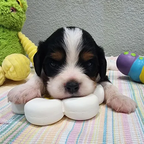 Cavalier King Charles Spaniel