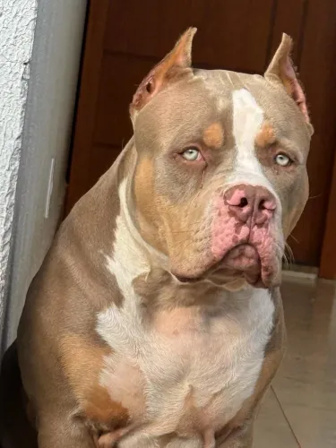 Cobertura Pit monster tri lilac