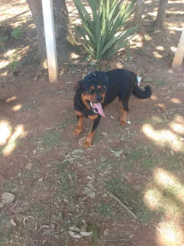 Adoção responsável rottweiler macho