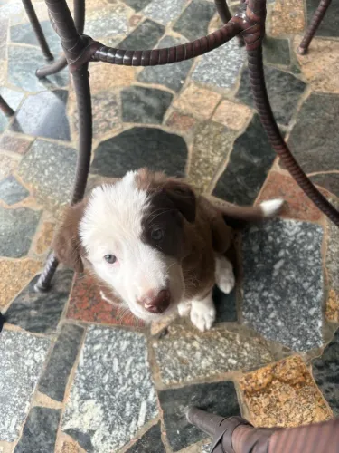 Filhote Boder Collie