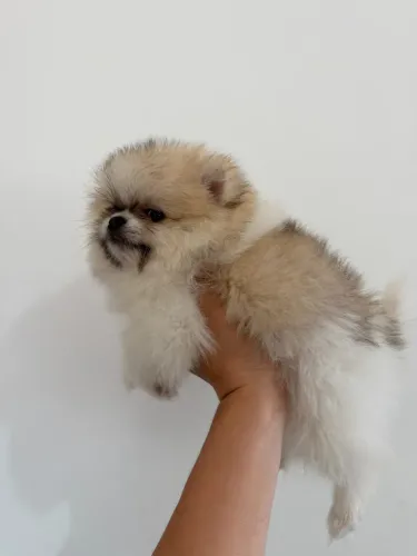 Lulu da pomerania anao