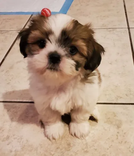 Lhasa Apso lindo e fofo 