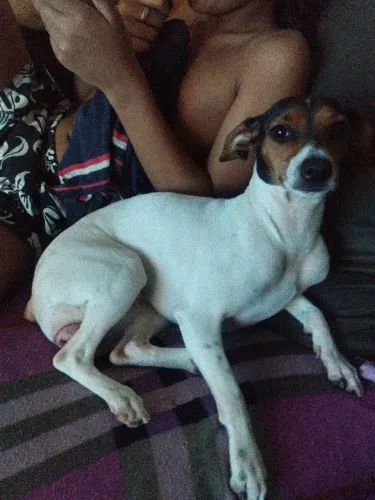 Vendo filhote de foz paulistinha femea