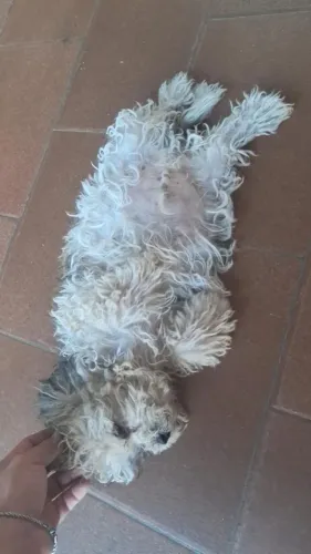 Vendo cachorros Shih tzu com Ilhaza