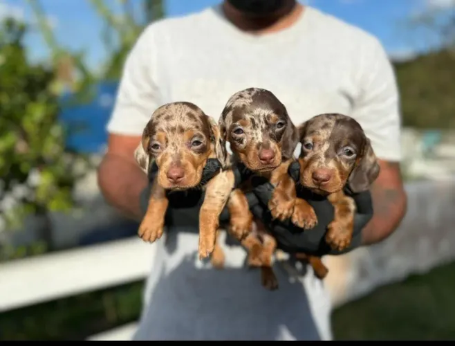 Daschund/Colaf ¿A pronta entrega
