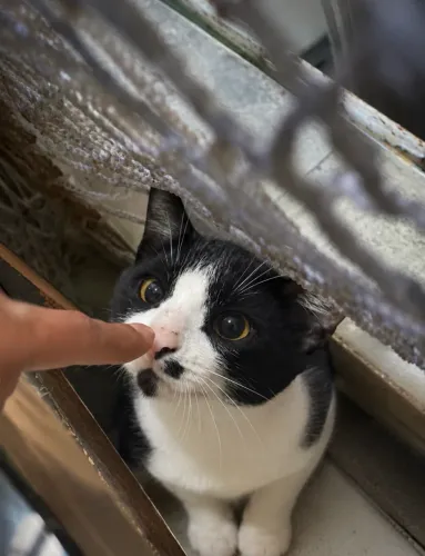 Gatinho filhote para adoção