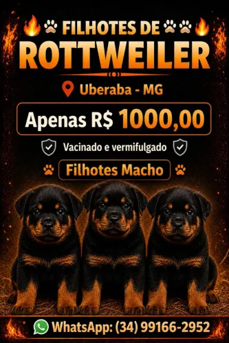 FILHOTES DE ROTTWEILER 