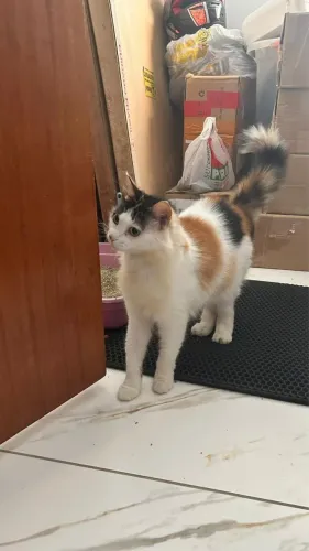 Gata linda para doação 