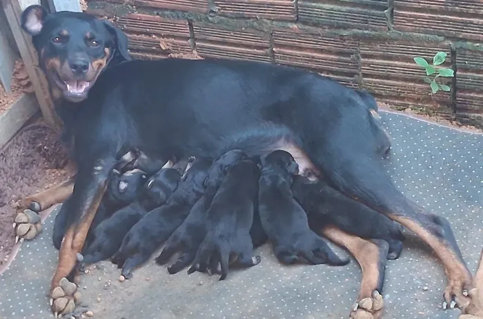 Filhotes de rottweiler a venda 