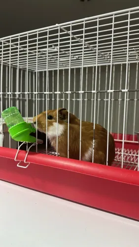 Porquinho da índia