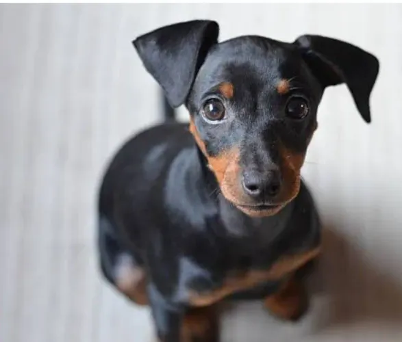 Vendo cachorrinha