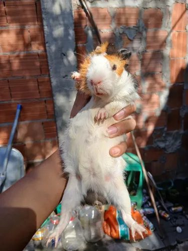 Porquinho da índia